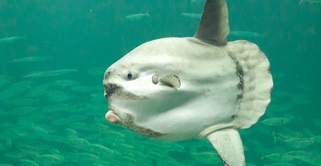 Mondfisch