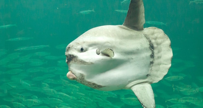 Mondfisch