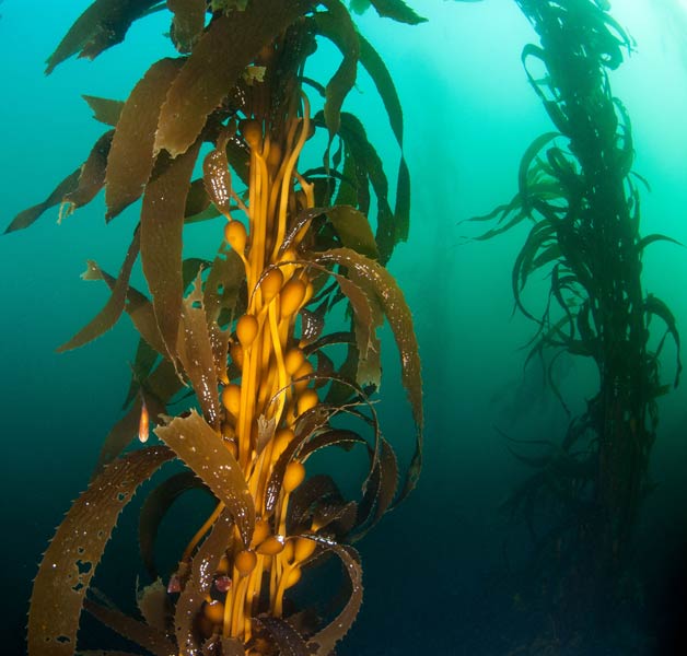 Riesentang mit Schwimmkörpern in der Bucht von Monterey Riesentang mit Schwimmkörpern in der Bucht von Monterey
