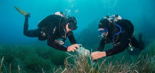 Taucher bei Proben nehmen