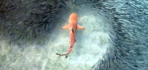 Aufnahme eines jagenden Schwarzspitzen-Riffhais