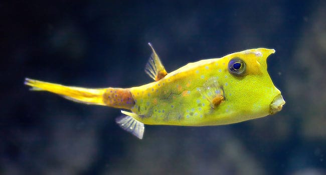Kofferfisch Steckbrief Kofferfisch Steckbrief