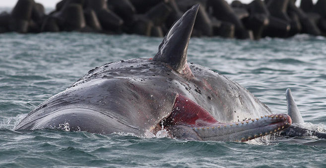Pottwal Helgoland