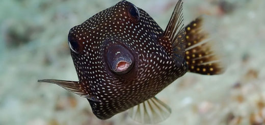 Weisspunkt Kofferfisch