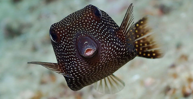 Weisspunkt Kofferfisch