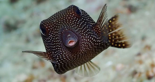 Weisspunkt Kofferfisch