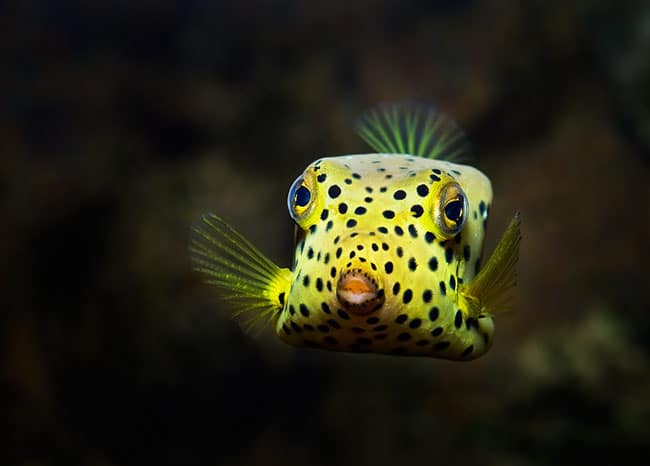 Boxfish Boxfish