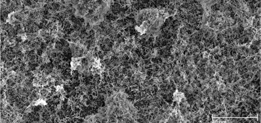 Biofilm Phaeobacter inhibens