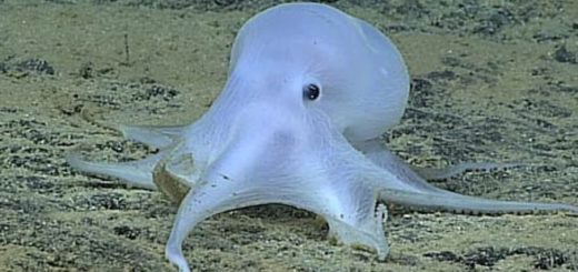 Casper: Unheimliche Tiefsee-Krake