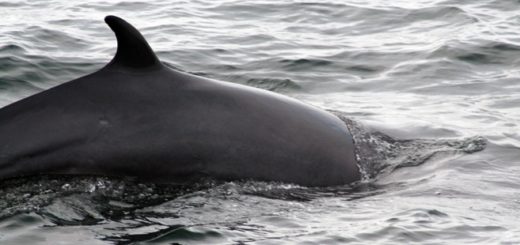 Japanische Walfänger töten 333 Zwergwale