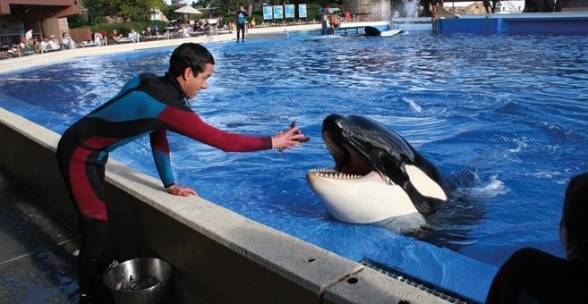 SeaWorld Orcas