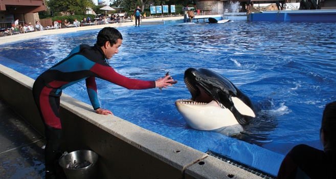 SeaWorld Orcas
