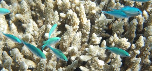 Great Barrier Reef und Ningaloo Reef