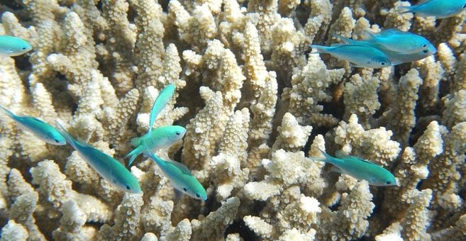 Great Barrier Reef und Ningaloo Reef