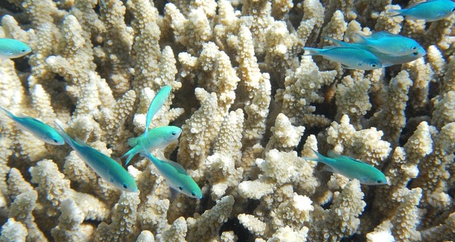 Great Barrier Reef und Ningaloo Reef