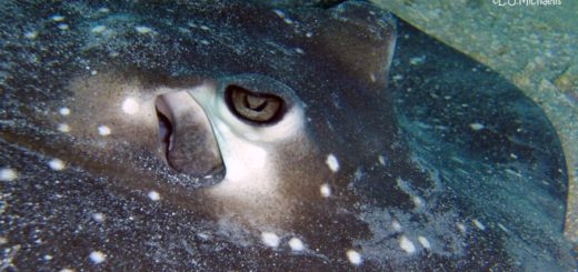 Sind Stachelrochen gefährlich?