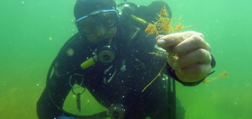 Tauchen für den Naturschutz