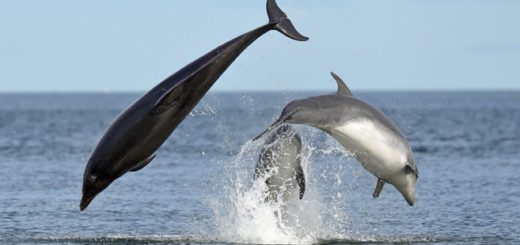 Delfin und Walbeobachtung