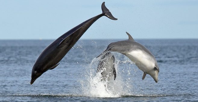Delfin und Walbeobachtung