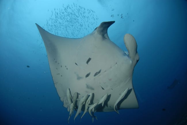 Manta Malediven Manta Malediven