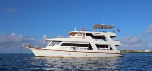 Tauchsafari auf der MY Sheena
