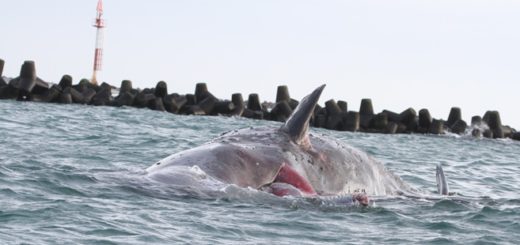 Toter Pottwal Helgoland Malte Georg