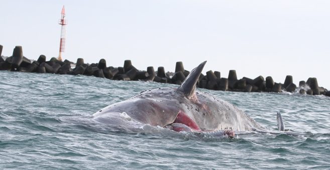 Toter Pottwal Helgoland Malte Georg