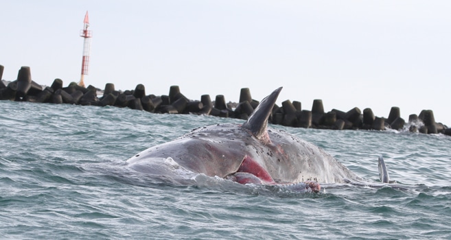 Toter Pottwal Helgoland Malte Georg