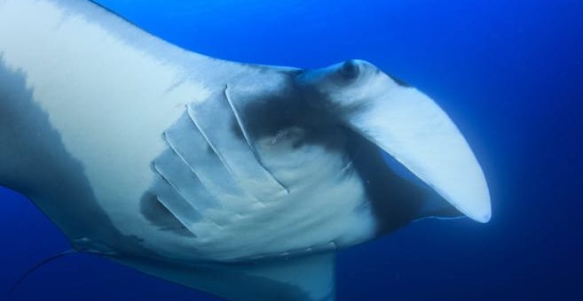 Mantarochen - Manta Ray