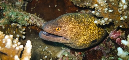 Muränen in Mallorcas Unterwasserwelt.