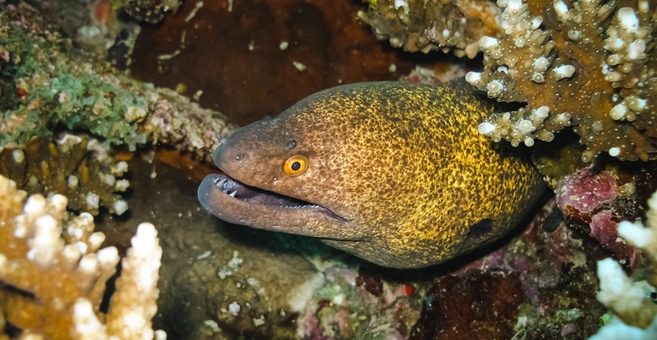 Muränen in Mallorcas Unterwasserwelt.