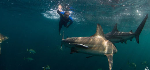 Hai-Expedition in Südafrika