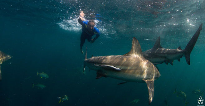 Hai-Expedition in Südafrika