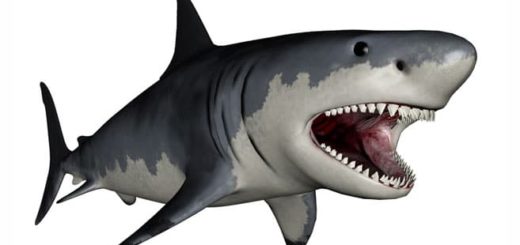 Megalodon - lebt der größte Hai der Welt noch?