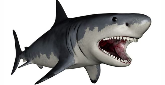 Megalodon - lebt der größte Hai der Welt noch?