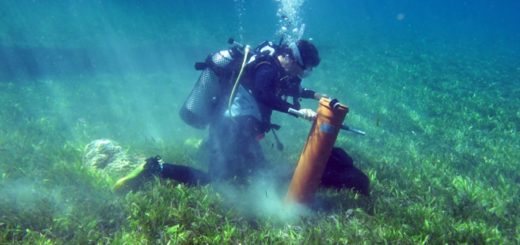 Probeentnahme von Seegras und Makroalgen in Sansibar