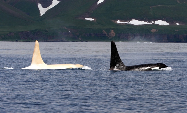Schwertwal Iceberg und ein weitere Orca Schwertwal Iceberg und ein weitere Orca