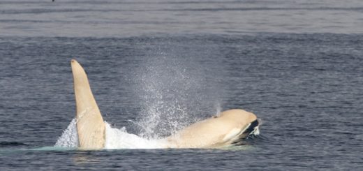 Weisser Orca Iceberg