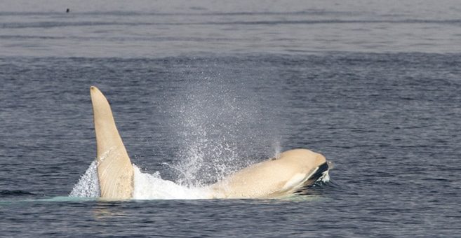Weisser Orca Iceberg