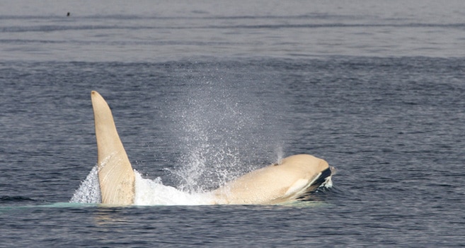 Weisser Orca Iceberg