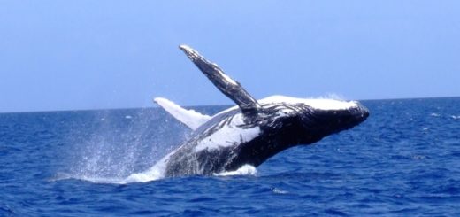 Humpback Whale