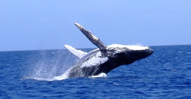 Humpback Whale