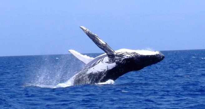 Humpback Whale