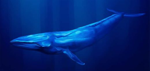 Blauwal - das größte Tier der Welt