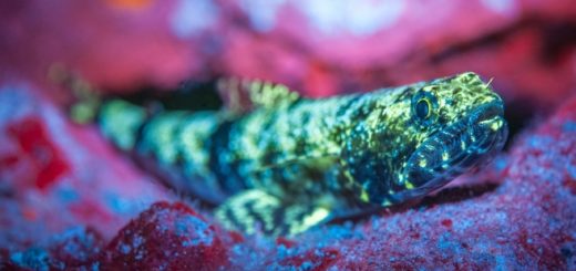 Fisch mit Blue-Light-Lampen