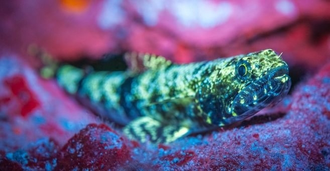 Fisch mit Blue-Light-Lampen