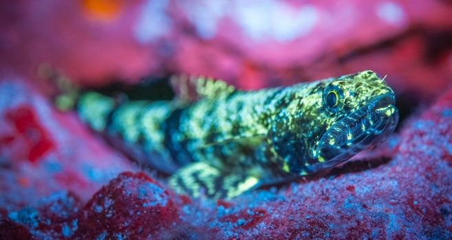 Fisch mit Blue-Light-Lampen