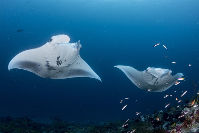 Mantas in Nord-Male-Atoll