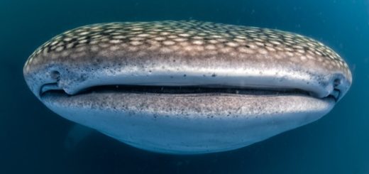 Sind Walhaie gefährlich?