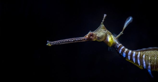 Seepferdchen